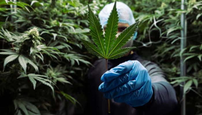 cannabis releaf.co.uk