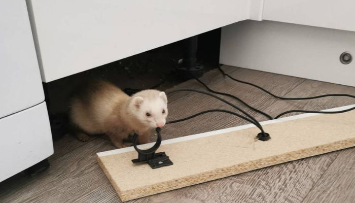 stray ferret